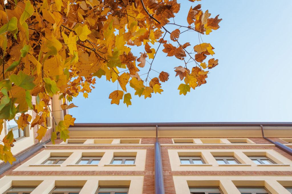 Autumn leaves frame a building against a clear sky.