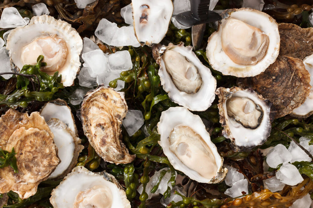Fresh oysters on ice with seaweed.