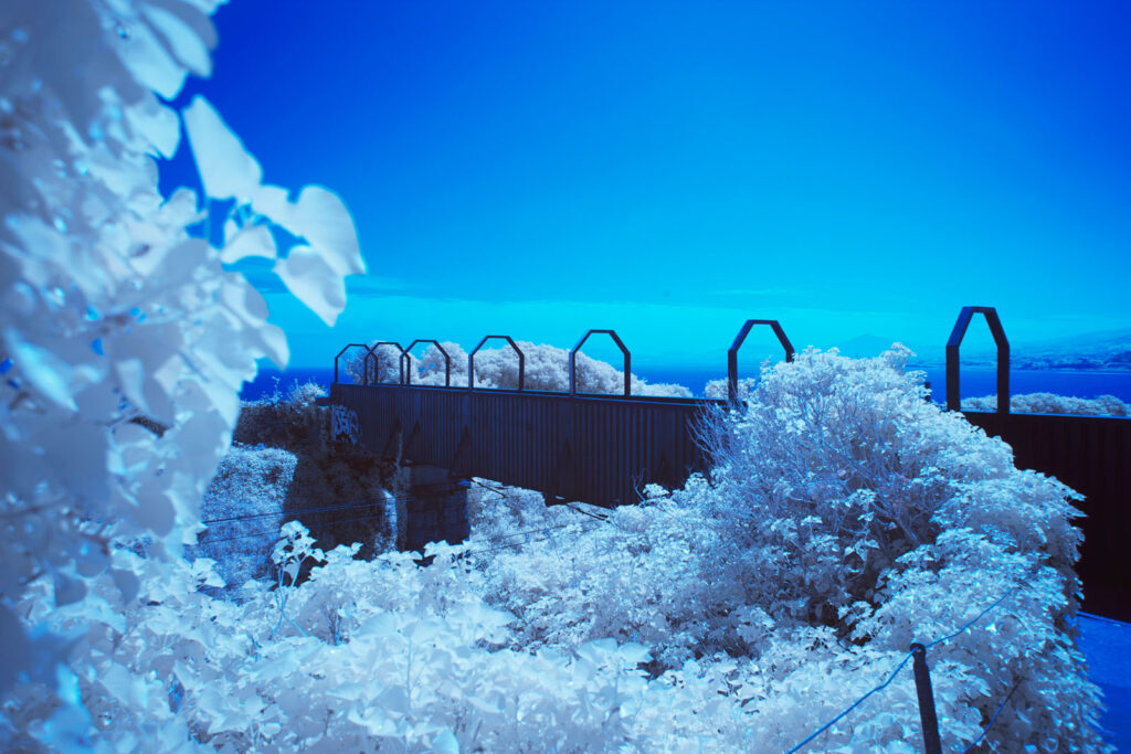 Infrared view of white foliage, blue sky, and coastal bridge.