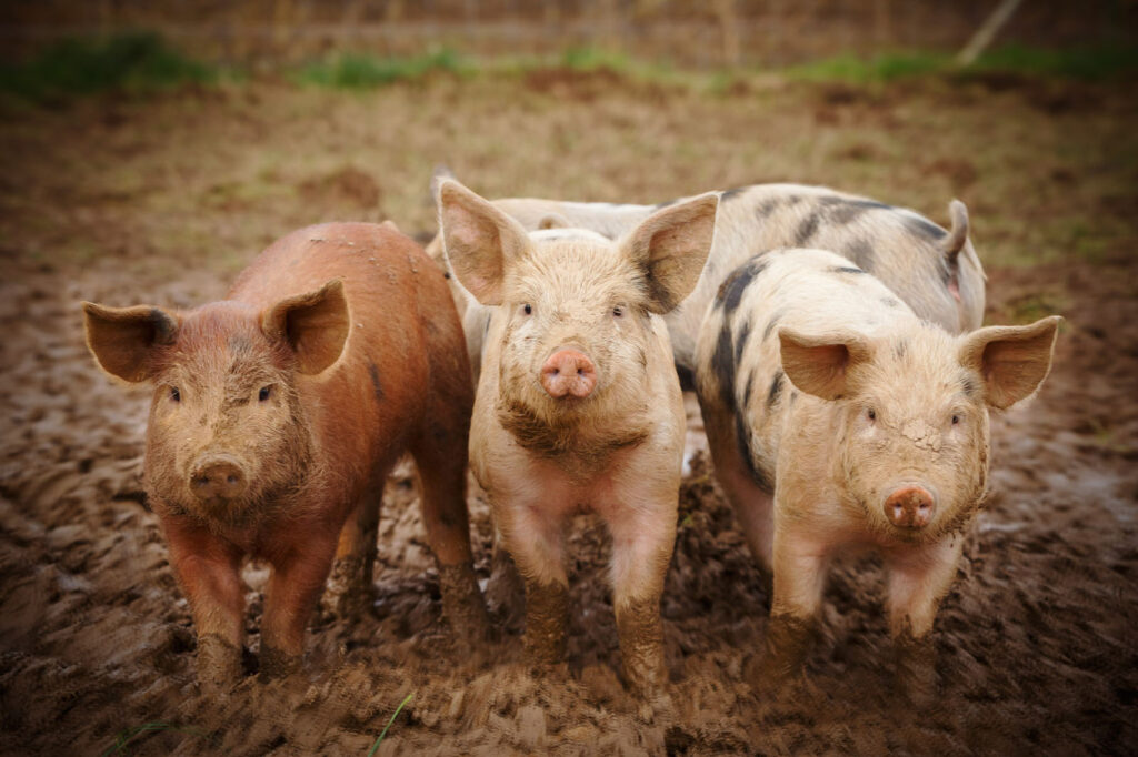 Three pigs standing in mud.