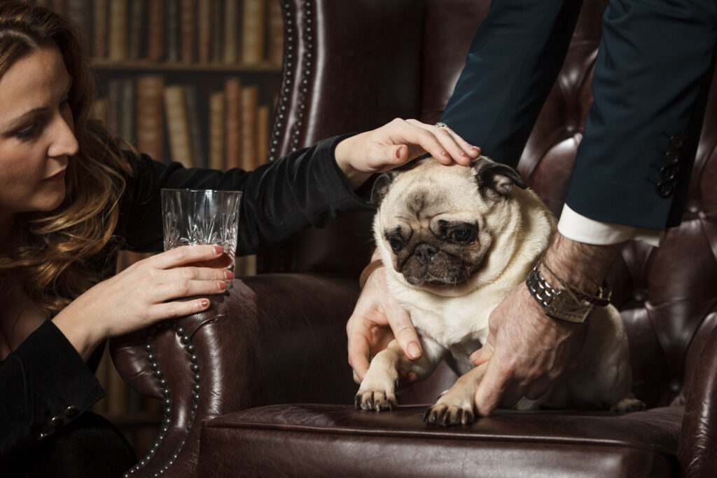 Woman, man, and pug relaxing in a leather chair.